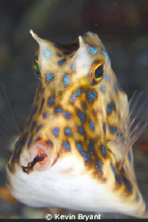 Not sure whether he was tasting or spitting at me. by Kevin Bryant 
